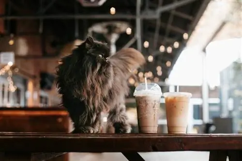 Wie sind Katzencafés so beliebt geworden? Geschichte & FAQ