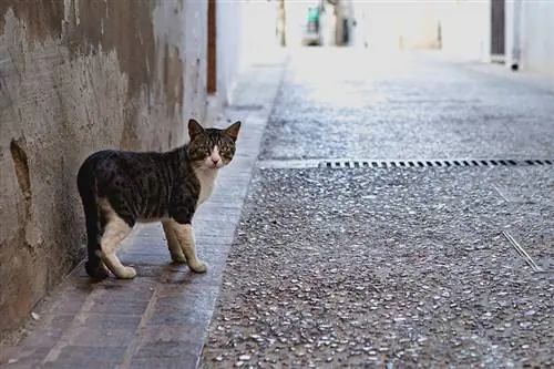 ¿Qué es un gato salvaje? Diferentes tipos & Preguntas frecuentes