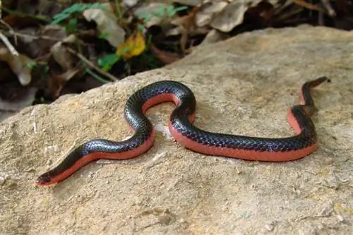 14 gjarpërinj të gjetur në Luiziana (me foto)