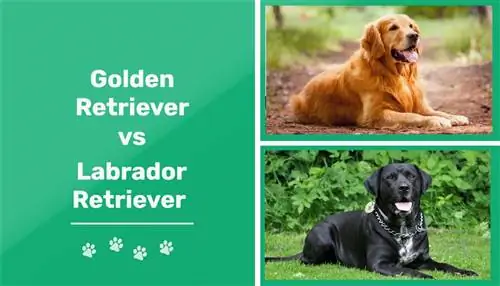 Auksaspalvis retriveris vs Labradoro retriveris: pagrindiniai skirtumai (su nuotraukomis)