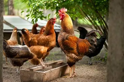 12 pasem rdečih piščancev (s slikami)