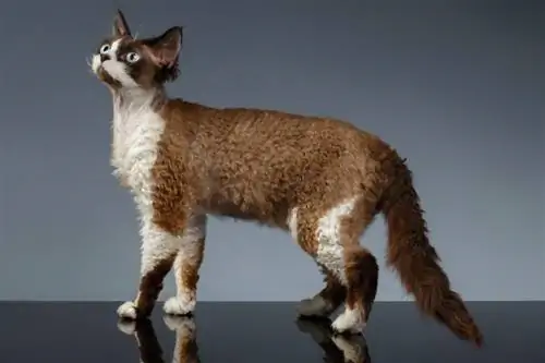 Zdravotné problémy mačky Devon Rex: 14 bežných obáv