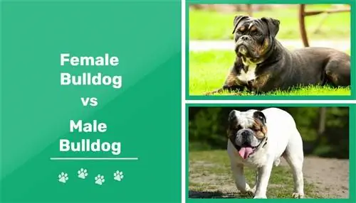 Hím vs nőstény bulldog: Mi a különbség (képekkel)