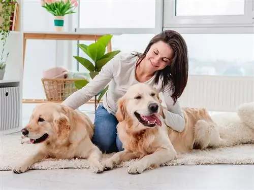 Trajtimi i ankthit të ndarjes së një kafshe shtëpiake si kujdestar i kafshëve (10 këshilla)