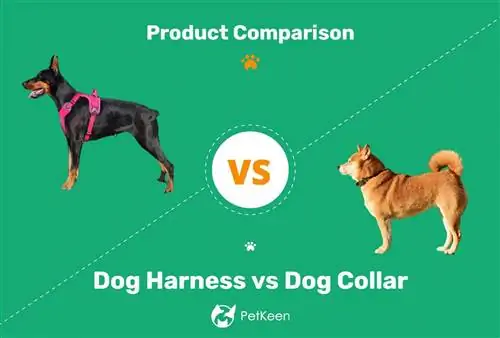 Koiran valjaat vs. panta: kumpi on parempi? (Puset & miinukset)