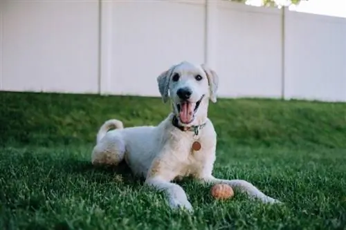 Flandoodle Dog Breed: Duab, Qhia, Qhia, Saib Xyuas & Ntau