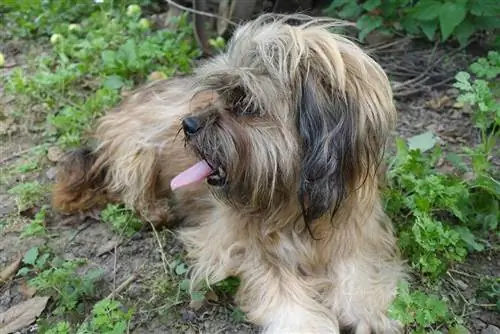 Silky Tzu (Silky Terrier & Shih Tzu Mix) Hunderace: billeder, guide, info, pleje & Mere