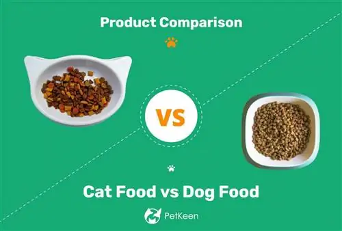 Krmivo pre mačky a krmivo pre psov: hlavné rozdiely