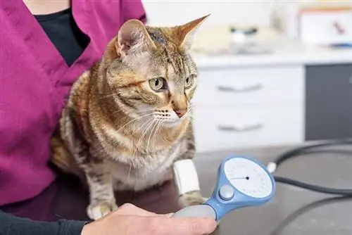 Kissojen hypertensio: Eläinlääkärin arvioimat verenpainetiedot & FAQ