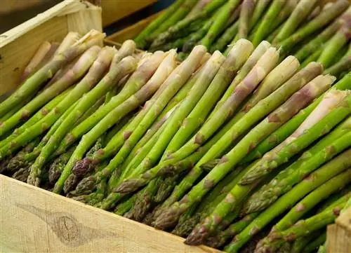 Les poulets peuvent-ils manger des asperges ? Régime alimentaire & Conseils santé