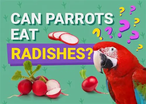 Können Papageien Radieschen essen? Was du wissen musst