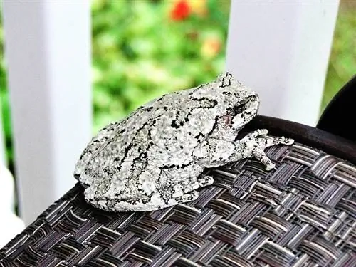 Grey Tree Frog: Karta pielęgnacji, żywotność & Więcej (ze zdjęciami)