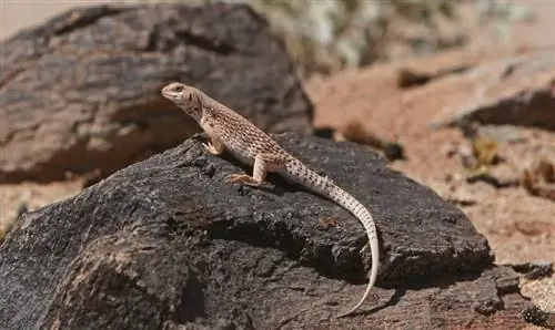 Iguana ya Jangwani: Karatasi ya Matunzo, Muda wa Maisha & Zaidi (Pamoja na Picha)