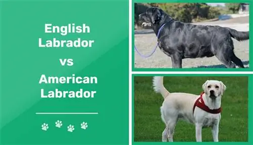 Labrador Anh và Mỹ: Sự khác biệt chính (Có hình ảnh)