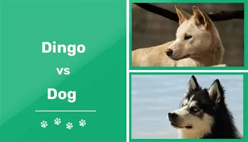 Dingo contre chien : quelles sont les différences ? (Avec des photos)
