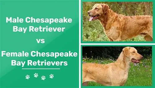 Männliche vs. weibliche Chesapeake Bay Retriever: Was ist der Unterschied (mit Bildern)