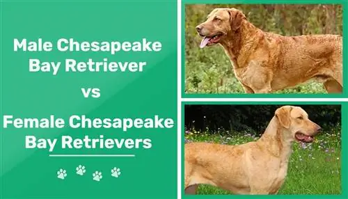 Mandlige vs kvindelige Chesapeake Bay Retrievere: Hvad er forskellen (med billeder)