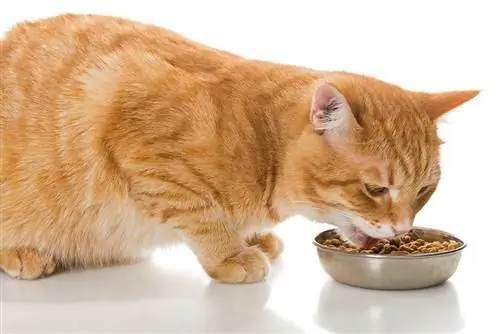 5 geriausias nebrangus maistas katėms 2023 m. – Atsiliepimai & Populiariausi pasirinkimai