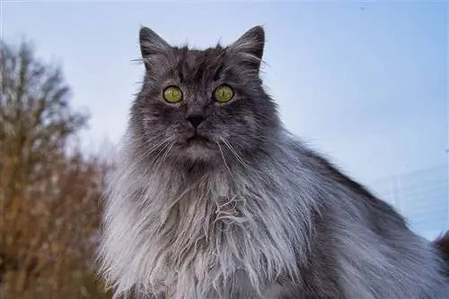 250+ venäläistä kissannimeä: upeita vaihtoehtoja kissanpennullesi