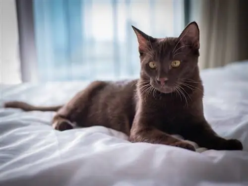 Mais de 170 nomes de gatos malvados: opções vilãs para o seu gatinho
