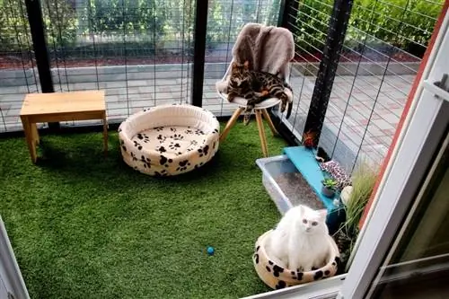 11 DIY Catio Plans Koj tuaj yeem tsim tau hnub no (nrog duab)