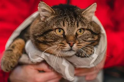 So helfen Sie Ihrer Katze beim Abnehmen: Vom Tierarzt empfohlene Ideen (mit Kalorienrechner)
