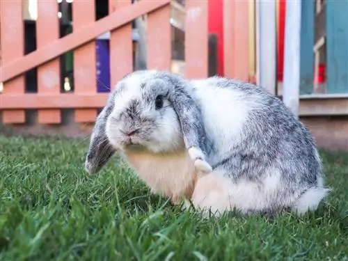 Gibt es eine „Pille danach“für Kaninchen? Unser Tierarzt erklärt es