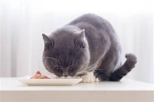 10 Pinakamahusay na Wet Cat Food sa UK noong 2023 – Mga Review & Mga Nangungunang Pinili
