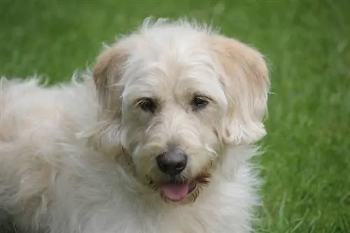 Cream Labradoodle: Facts, Origin & History (with Pictures)