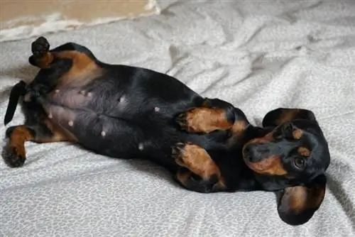 Chó Dachshund thường mang thai trong bao lâu? Thời kỳ mang thai & Các giai đoạn được giải thích