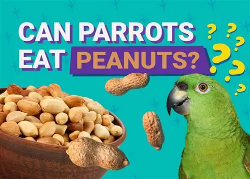 Kan papegøjer spise jordnødder? Hvad du behøver at vide