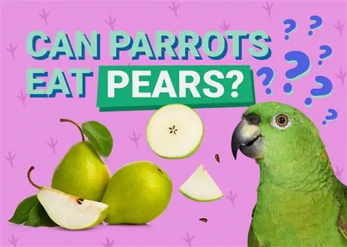 Parrots Puas Noj Pears? Yam Koj Yuav Tsum Paub