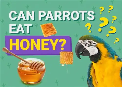Μπορούν οι παπαγάλοι να φάνε μέλι; Εδώ είναι τι πρέπει να γνωρίζετε