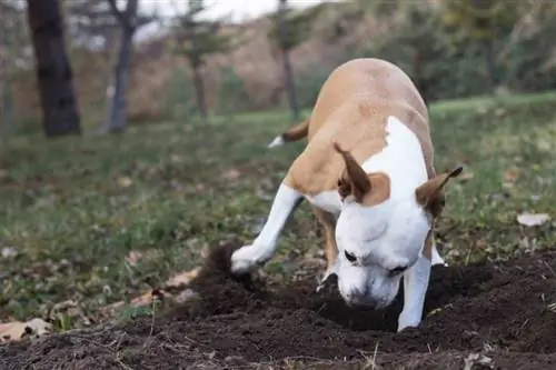 چرا سگ ها استخوان ها را دفن می کنند؟ توضیح & چگونه از آن جلوگیری کنیم
