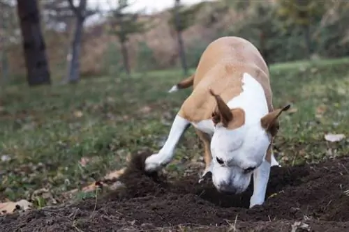 Por que os cães enterram ossos? Explicação & Como prevenir