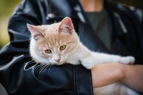 Cara Menampung Kembali Kucing Anda dengan Cara yang Bertanggung Jawab & Manusiawi (7 Gagasan)