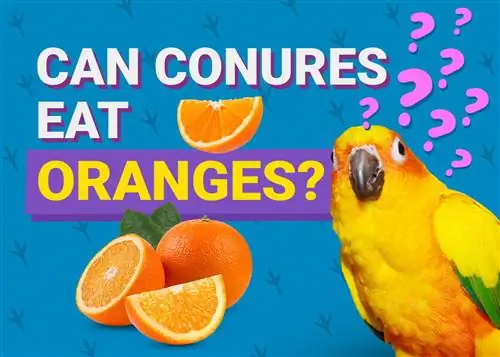 Ehet-e Conures narancsot? Minden, amit tudnod kell