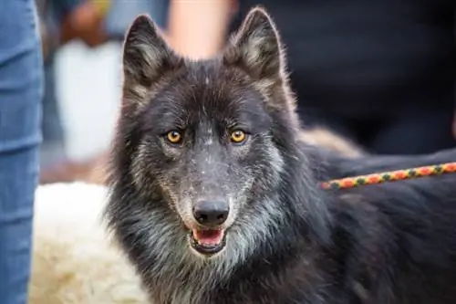 Vad är egentligen en Lycan Shepherd? Sanningen bakom rasen