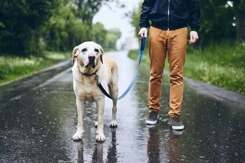 Cum să-ți plimbi câinele în ploaie – 10 sfaturi & Trucuri