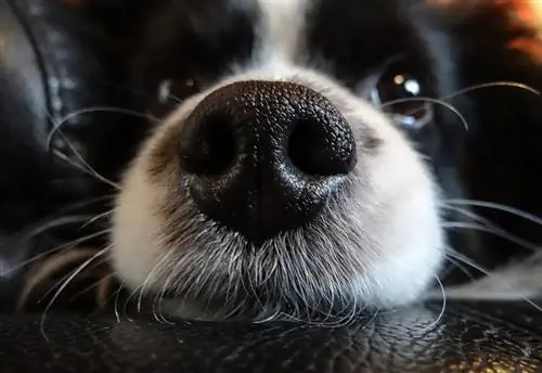 Zašto su psi mokri nosovi? 4 razloga koje je objasnio veterinar