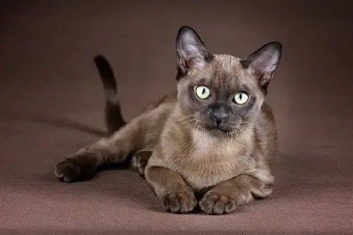 Burmese Cat Breed: Info, Mga Katangian & Mga Larawan