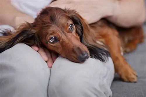10 כלבים המועדים למחלות לב: וטרינר נבדק עובדות & שאלות נפוצות