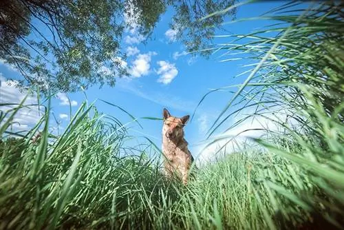 Czy psy mogą być uczulone na trawę? (Odpowiedź weterynarza)