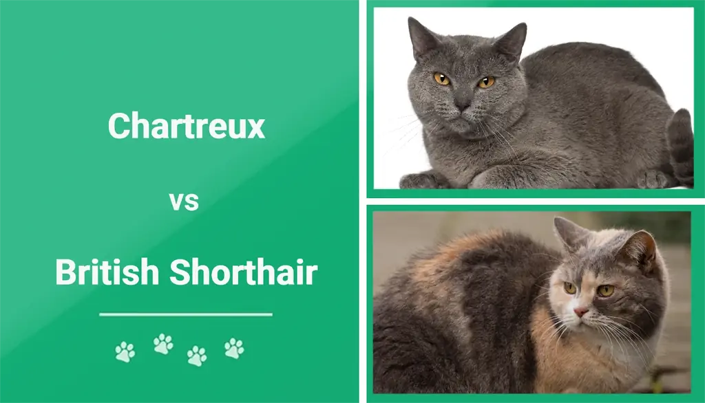 Chartreux lwn British Shorthair: Apakah Perbezaannya? (Dengan Gambar)
