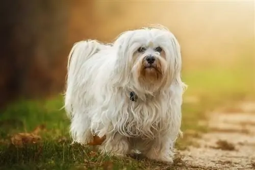 10 ข้อดีและข้อเสียของ Havanese ที่คุณต้องรู้