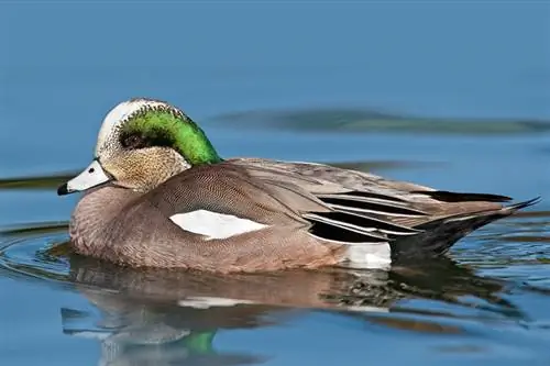 24 raças de pato encontradas na Louisiana (com fotos)