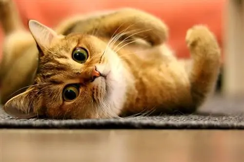Hvorfor krøller katte deres poter? 8 typiske årsager