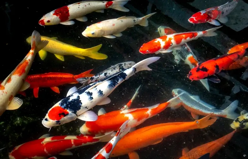Ternakan Ikan Koi: 10 Petua Dikaji Doktor