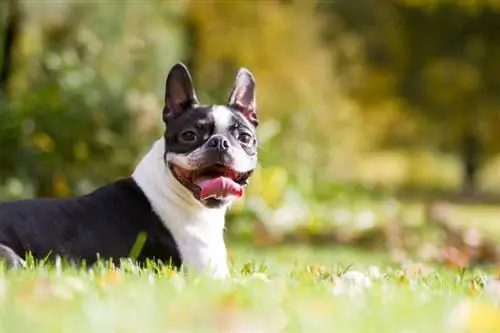 8 qen të prirur ndaj sëmundjes së Cushing: Udhëzues shëndetësor i miratuar nga veterineri