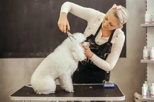 8 gërshërët më të mirë për pastrimin e qenve në 2023 – Vlerësime & Zgjedhjet kryesore
